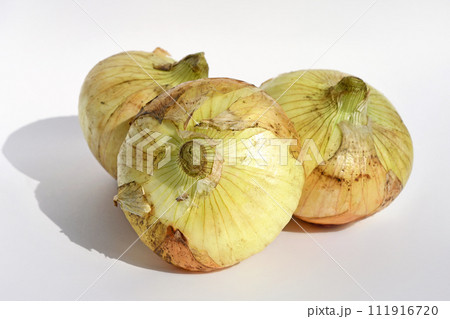 新たまねぎ 新たまねぎ 111916720