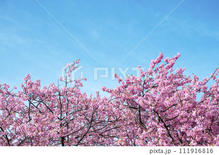 河津桜 小出川 春素材 【神奈川県 茅ヶ崎市】 河津桜 小出川 春素材 【神奈川県 茅ヶ崎市】 111916816