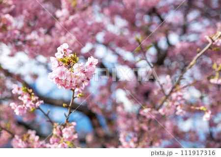 河津桜 小出川 春素材 【神奈川県 茅ヶ崎市】 河津桜 小出川 春素材 【神奈川県 茅ヶ崎市】 111917316