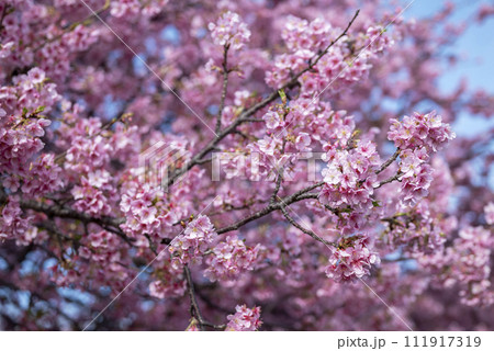 河津桜 小出川 春素材 【神奈川県 茅ヶ崎市】 河津桜 小出川 春素材 【神奈川県 茅ヶ崎市】 111917319