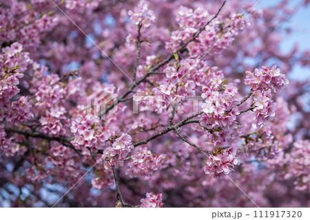 河津桜 小出川 春素材 【神奈川県 茅ヶ崎市】 111917320