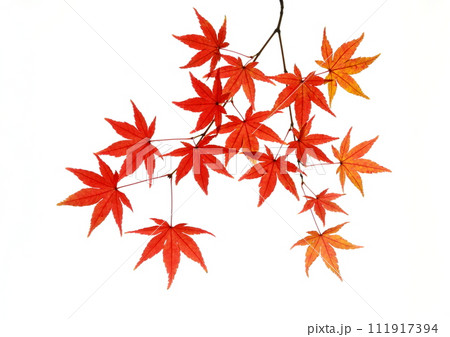 紅葉のモミジ(透過光) 紅葉のモミジ(透過光) 111917394