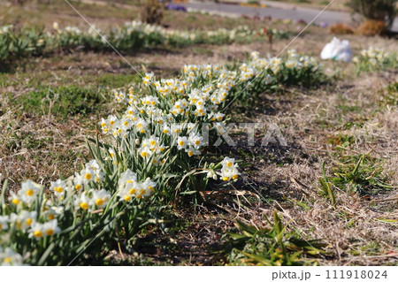 冬の公園に咲く早咲きのフサザキスイセンの花 111918024