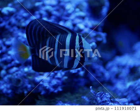 しま模様の魚 水族館 しま模様の魚 水族館 111918071