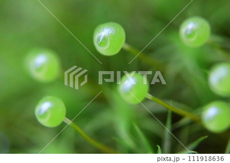 タマゴケ 111918636