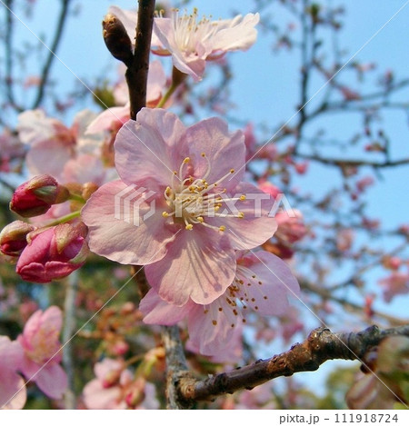桜手帖 太田市生品神社でサクラ咲く(2012.3.28) クローズアップ。 夕景に濃いピンクが舞う 111918724