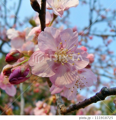 太田市の生品神社でサクラ咲く(2012.3.28) 濃いピンクが夕景に舞う。クローズアップ 桜手帖 111918725