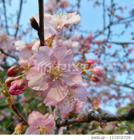 濃いピンクが夕景に舞う。太田市の生品神社でサクラ咲く(2012.3.28) 桜手帖。クローズアップ 111918726