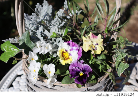 かごに植えたフリルパンジーとビオラ 111919124