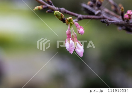 開花前の桜 111919554