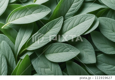 Many Sage Leaves. Fresh Green Herb Top View Background. Full Frame of Vibrant Lush Greenery of Sage Arranged Flat, Perfect for Culinary, Wellness, and Herbal Concept Designs. Creative layout. Eco wall 111919627