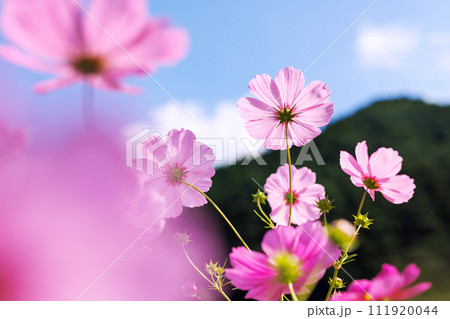 奈良阪原町のコスモス 111920044