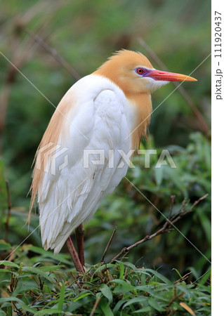 鋭い目つきのアマサギ 111920437