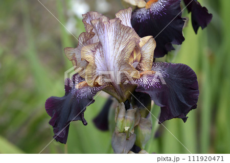 Tall bearded iris Action Packed 111920471
