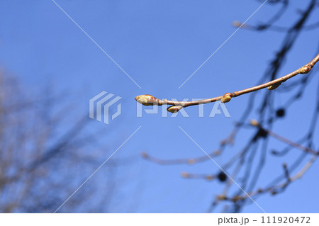 American sweetgum 111920472