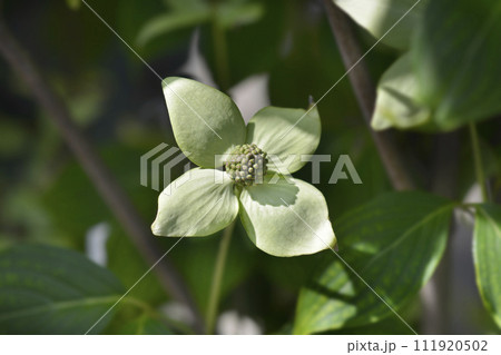 Flowering dogwood China Girl 111920502
