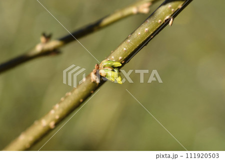 Forsythia 111920503
