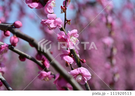 春の訪れを告げる梅の花 春の訪れを告げる梅の花 111920513