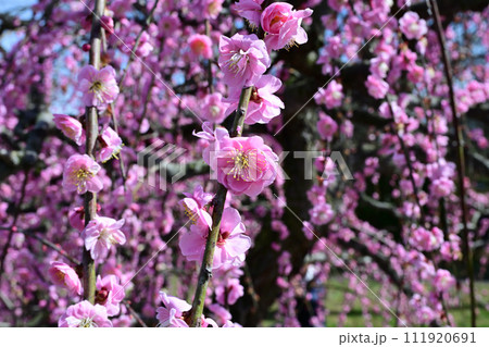 しだれ梅の花 しだれ梅の花 111920691