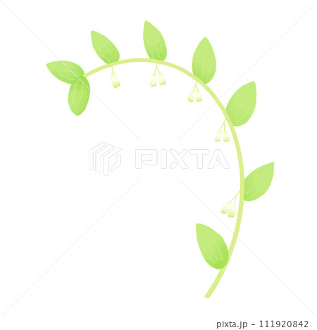 アマドコロ（キジカクシ科） 111920842