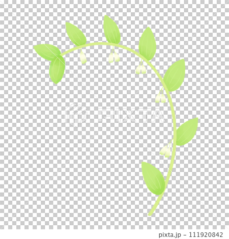 アマドコロ（キジカクシ科） 111920842