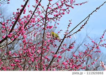 梅の花の蜜を吸うメジロ 111920868