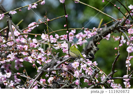 満開の梅の蜜を吸うメジロ 満開の梅の蜜を吸うメジロ 111920872