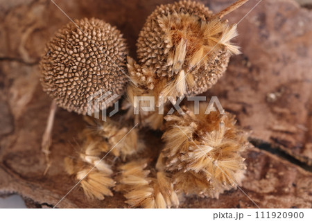 自然　植物　モミジバスズカケノキ、地面に落ちた果実です。割ると内側はフカフカの冠毛です 111920900