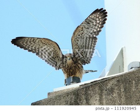 はばたくチョウゲンボウ 111920945