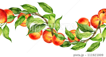 watercolor seamless border with illustration of summer fruit, peach or apricot, nectarine on a branches with green leaves, sketch of sweet food isolated on white background 111921009