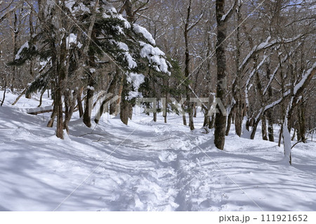 雪の積もった木々 富士山一合目 雪の積もった木々 富士山一合目 111921652
