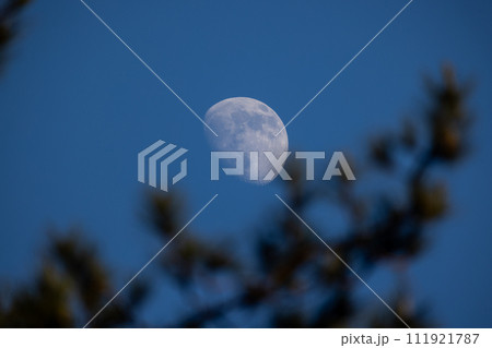 Waxing Gibbous Moon in Daylight Sky with Pine Silhouette 111921787