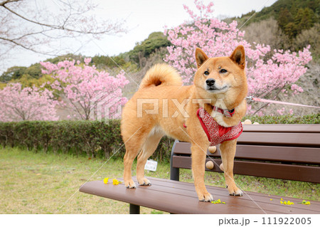 公園のベンチで遊ぶ柴犬 ④ 公園のベンチで遊ぶ柴犬 ④ 111922005