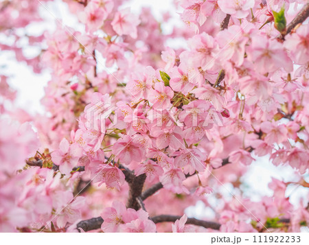 夕方の河津桜 111922233