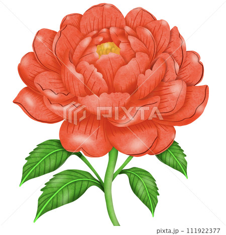 beautiful red flower isolated on white 111922377