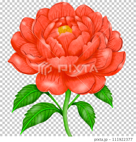 beautiful red flower isolated on white 111922377