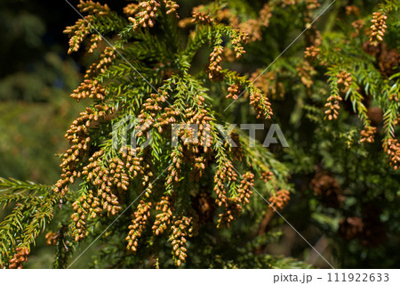 花粉症 スギ花粉 杉の花 花粉症 スギ花粉 杉の花 111922633
