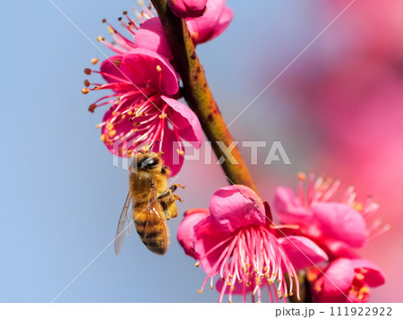 梅の蜜を吸うミツバチ 111922922