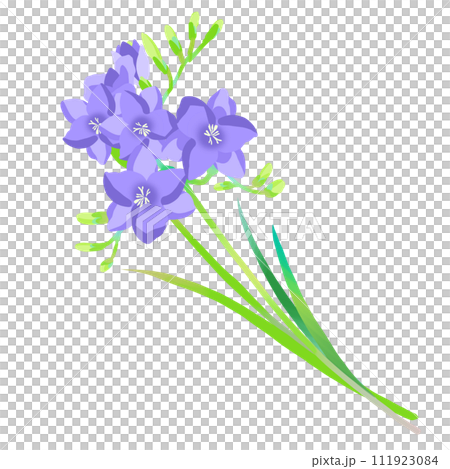 簡單的紫色小蒼蘭圖 111923084