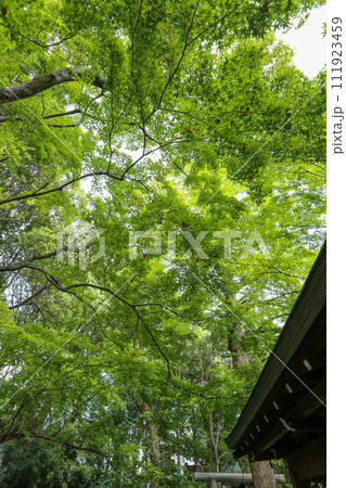 御霊神社の青もみじ 御霊神社の青もみじ 111923459