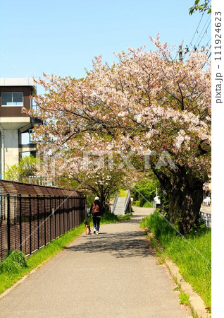 桜並木道で犬と散歩する女性 桜並木道で犬と散歩する女性 111924623