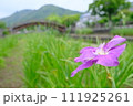月見橋③ 111925261