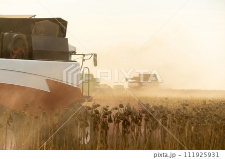 Combine harvester harvesting ripe sunflower at sunset Combine harvester harvesting ripe sunflower at sunset 111925931