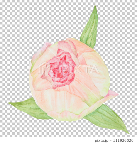 Peach peony bud watercolor hand drawn painting. Realistic flower clipart, floral arrangement. Chinese national symbol illustration. Perfect for card design, wedding invitation, prints, textile Peach peony bud watercolor hand drawn painting. Realistic flower clipart, floral arrangement. Chinese national symbol illustration. Perfect for card design, wedding invitation, prints, textile 111926020