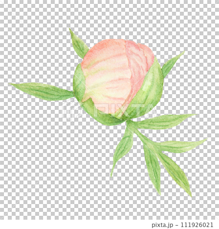 Peach peony bud watercolor hand drawn painting. Realistic flower clipart, floral arrangement. Chinese national symbol illustration. Perfect for card design, wedding invitation, prints, textile Peach peony bud watercolor hand drawn painting. Realistic flower clipart, floral arrangement. Chinese national symbol illustration. Perfect for card design, wedding invitation, prints, textile 111926021