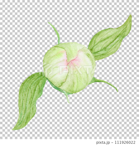 Peony bud watercolor hand drawn painting. Realistic flower clipart, floral arrangement. Chinese national symbol illustration. Perfect for card design, wedding invitation, prints, textile, packing 111926022