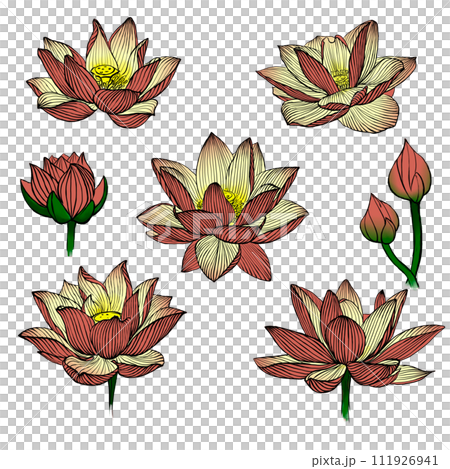 hand drawn lotus flower isolated on white hand drawn lotus flower isolated on white 111926941