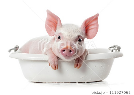 A young piglet happily washes himself in the bathtub 111927063