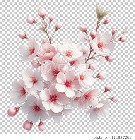 桜の花のイラスト・PNG 桜の花のイラスト・PNG 111927269