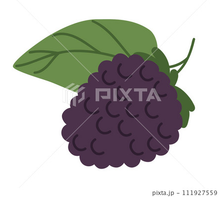 Flat blackberry. Fresh ripe blackberry green leaf hand drawn vector illustration. Fresh blackberry for healthy nutrition 111927559